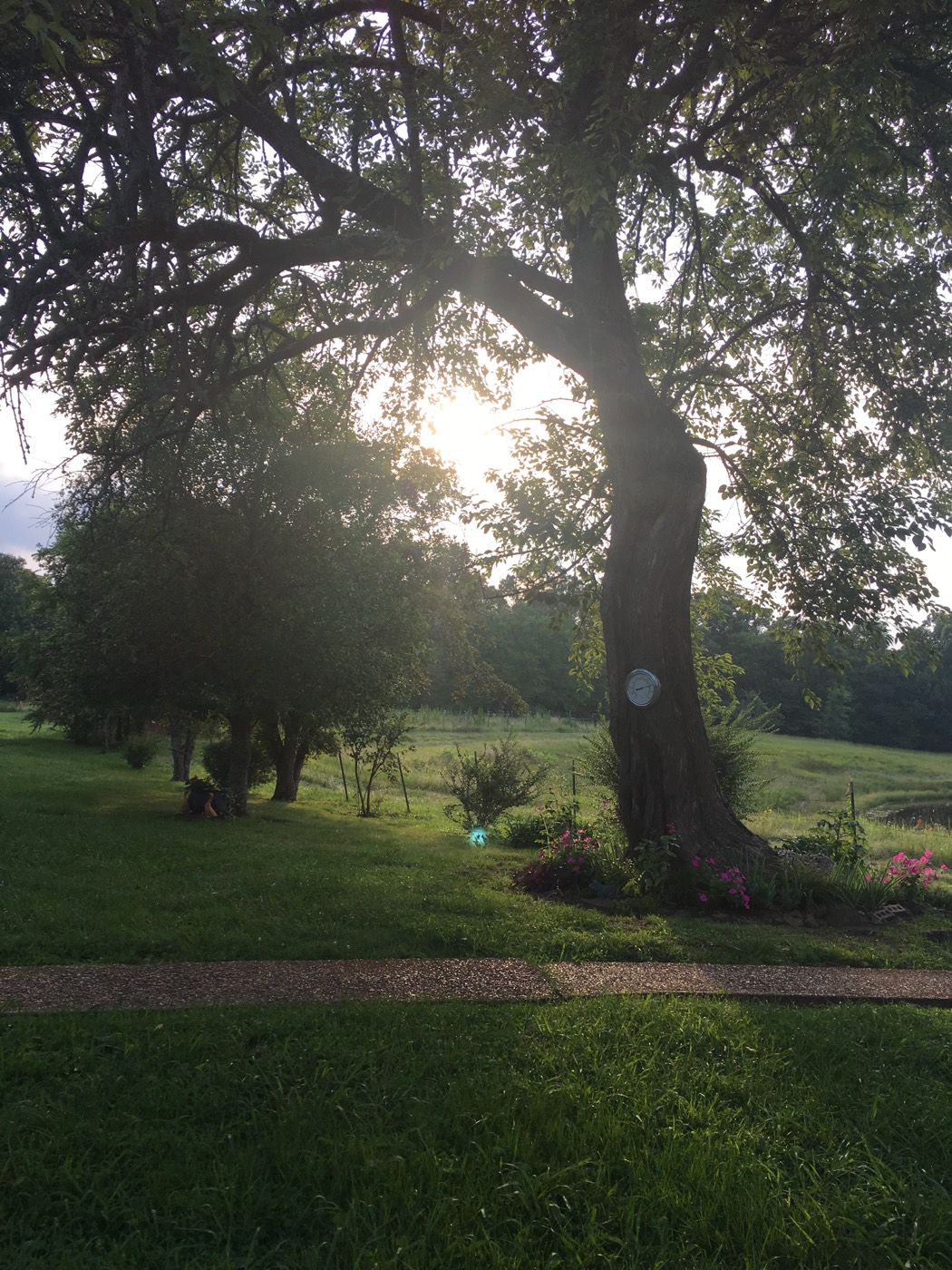 the big tree in full leaf, July